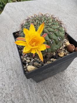 Matucana aureiflora